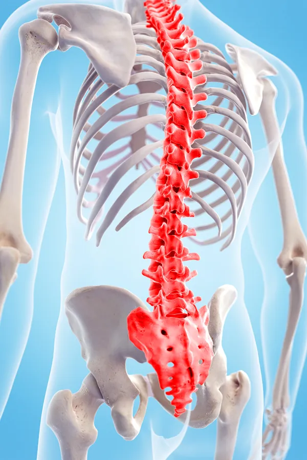 Spinal-Arthritis-and-Stenosis-Treatment A 3D illustration of the human spine. Get Spinal Arthritis and Stenosis Treatment from ProCare Wellness Institute in Virginia Beach.